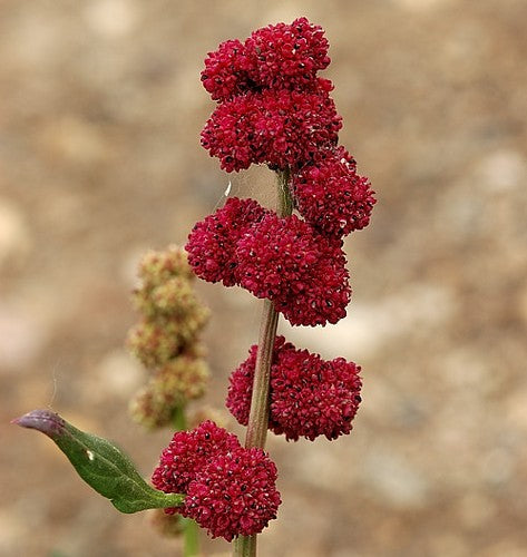 Aardbeimelde