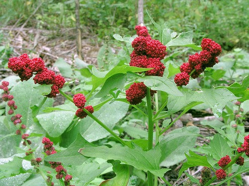 Aardbeimelde