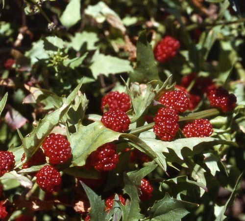 Aardbeispinazie