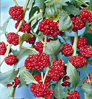 Strawberry spinach