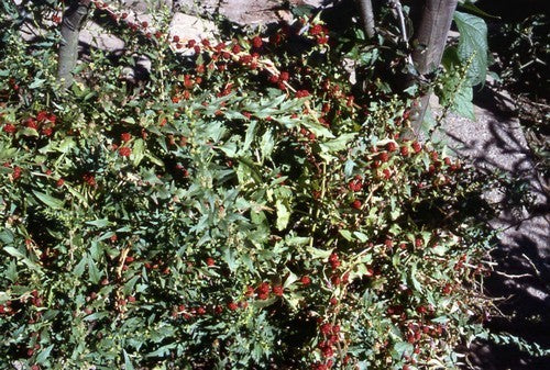 Strawberry spinach