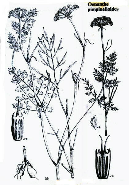 Aardkastanje, Kleine