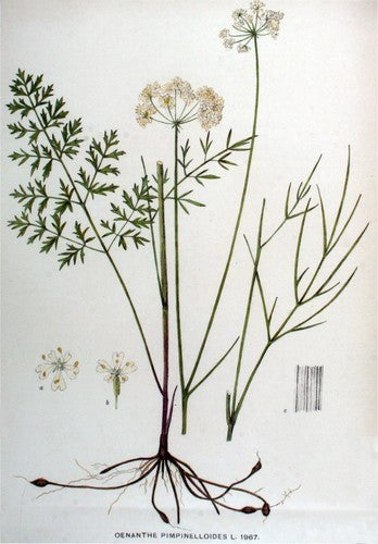 Aardkastanje, Kleine