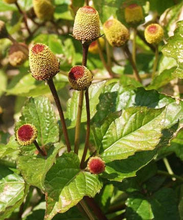 Abc-Herb 'Bull's Eye'
