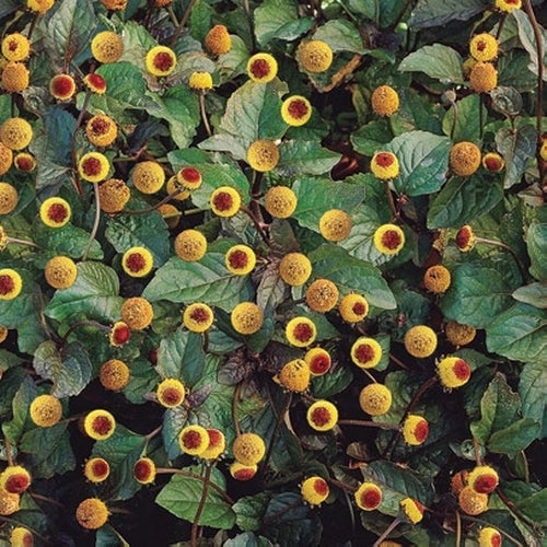 Abc-Herb 'Bull's Eye'