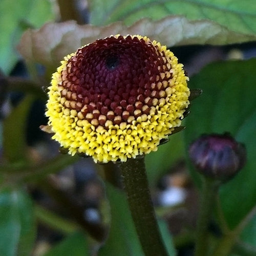 Abc-Herb 'Bull's Eye'