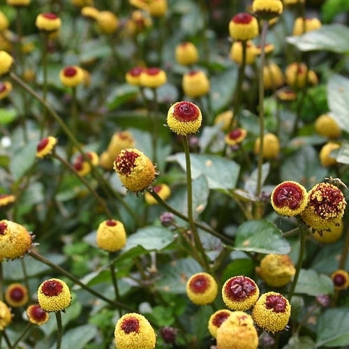 Abc-Herb 'Bull's Eye'