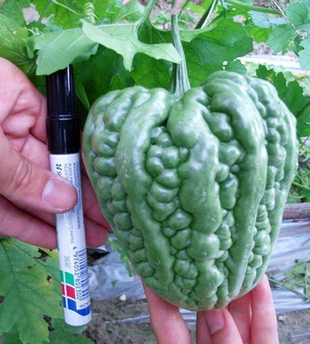 Alsempeer 'Big Top' / 'Fiona' F1