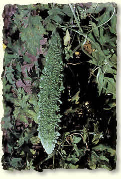 Bitter Melon, Karela-Type 'Palee' F1 / 'Ming Shine' F1 / 'Dark'