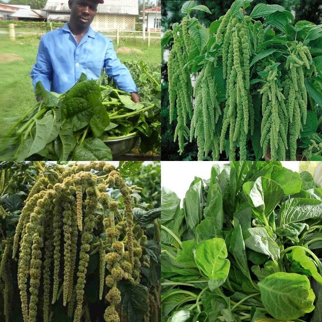 Amarant Alround 'Green Virirdis'