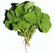 Amarantblad 'White Leaf' / 'Thida' / 'Tender Leaf'