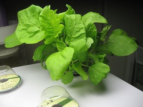 Amarantblad 'White Leaf' / 'Thida' / 'Tender Leaf'