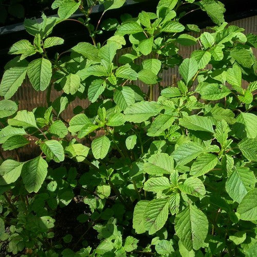 Amaranth Leaf Fine Green Leafed / Chaurea