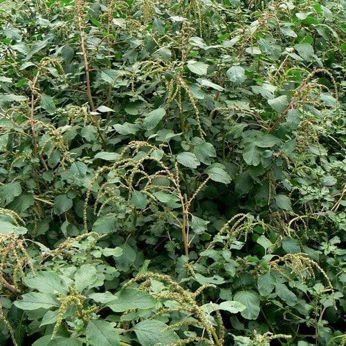 Amaranth Leaf Fine Green Leafed / Chaurea