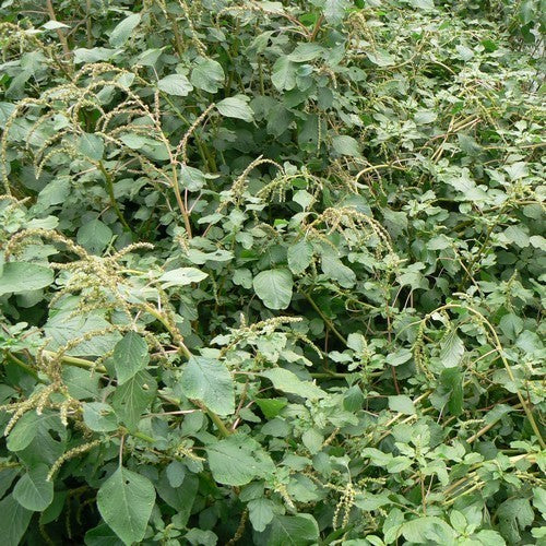 Amaranth Leaf Fine Green Leafed / Chaurea