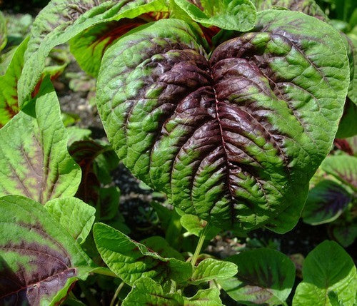 Amarantblad 'Red Rib' / 'Thura' / 'Hu Hsien'