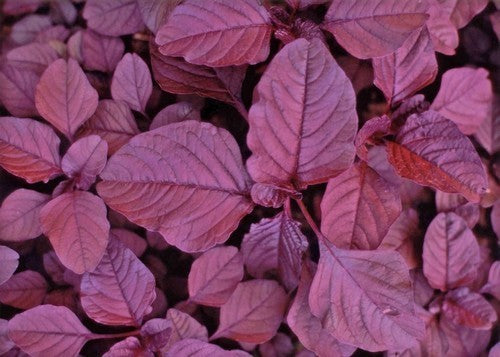 Amarantblad 'Purple' / 'Blitum' / 'Red Calaloo'