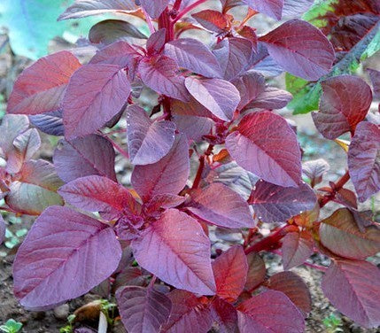 Amarantblad 'Purple' / 'Blitum' / 'Red Calaloo'