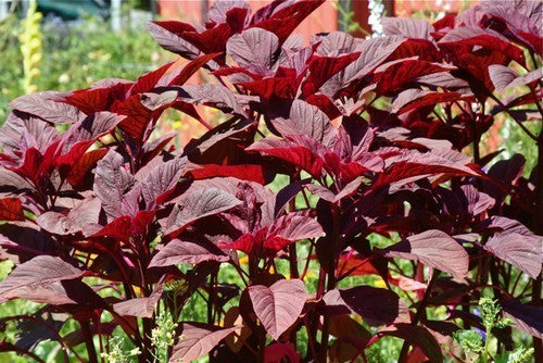 Amarantblad 'Purple' / 'Blitum' / 'Red Calaloo'