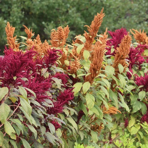 Amarantblad en -Koren 'Lieve Lust'