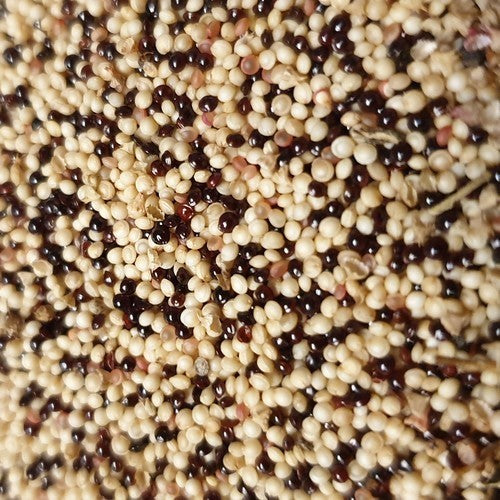 Amarantblad en -Koren 'Lieve Lust'