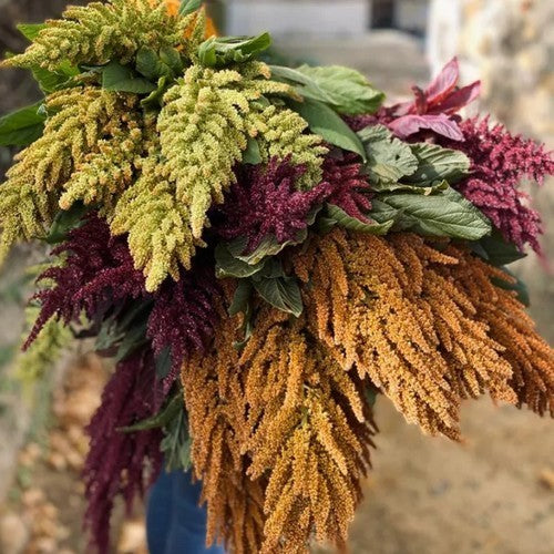 Amarantblad en -Koren 'Lieve Lust'