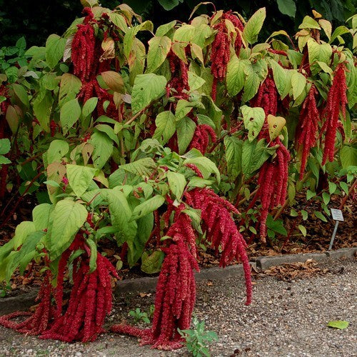 Amaranth Choirs 'Amour Rejeté'