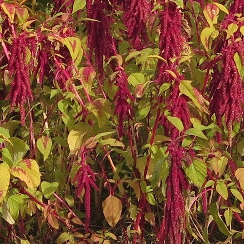 Amaranth Grains 'Cecilia'
