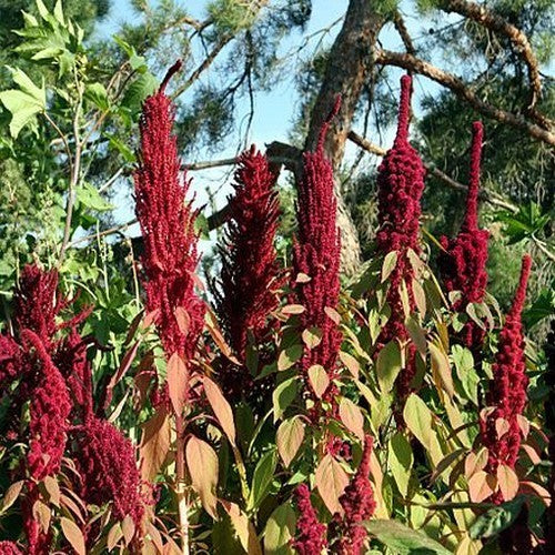 Amaranth grains 'Katia'