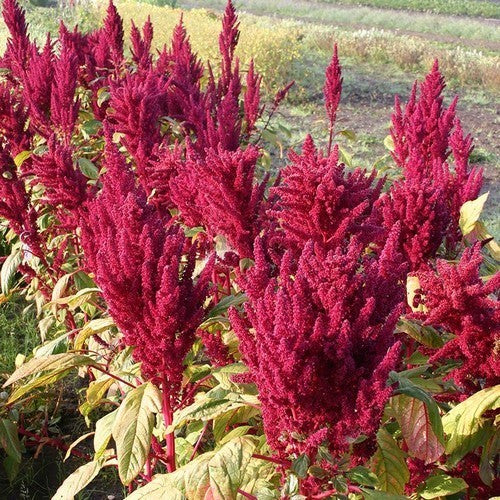 Amarantkoren 'Maria'