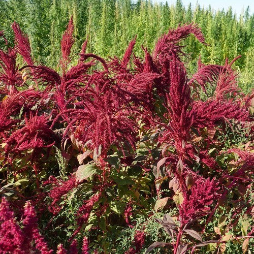 Amarantkoren 'Maria'