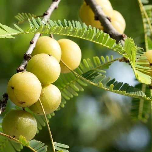 Amla Amalaki