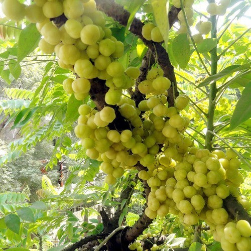 Amla Amalaki