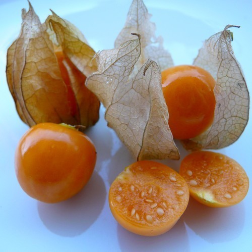 AnanasKers 'Coztomatl'