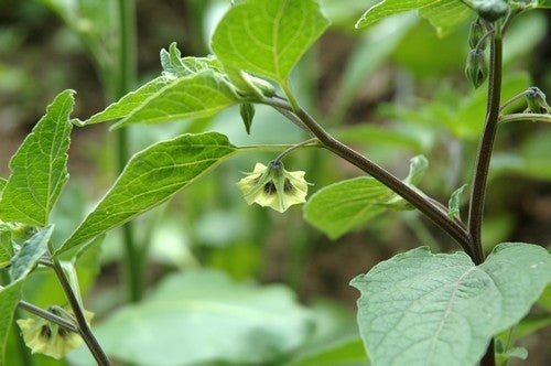 AnanasKers 'Coztomatl'