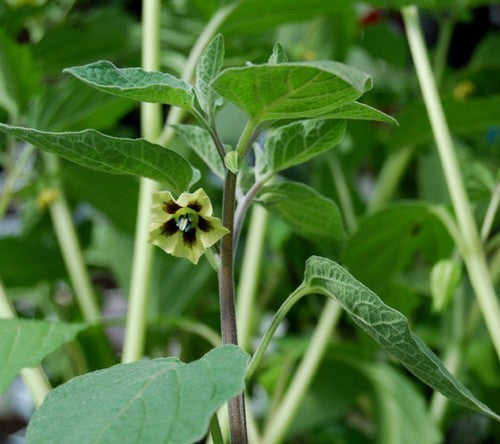 AnanasKers 'Coztomatl'