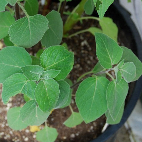 AnanasKers 'Coztomatl'