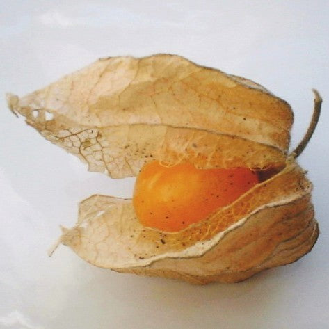 AnanasKers 'Coztomatl'