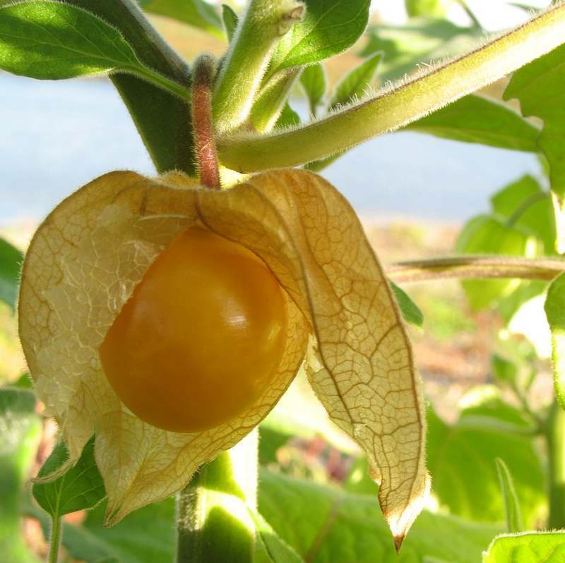 Ananaskers Grote