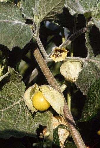 Ananaskers Grote