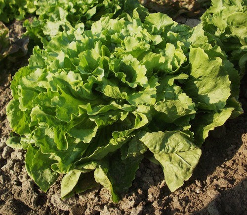Andijvie 'Nummer Vijf 2' / ='Broadleaf Batavian' / 'Batavian'