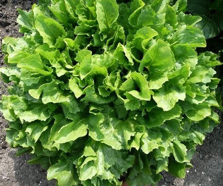 Andijvie 'Nummer Vijf 2' / ='Broadleaf Batavian' / 'Bata'
