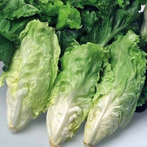 Endive 'Cornet de Bordeaux'