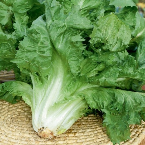 Endive 'Cornet de Bordeaux'