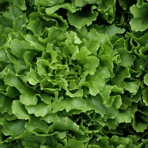 Endive 'Broad-leaved Full Heart Winter'