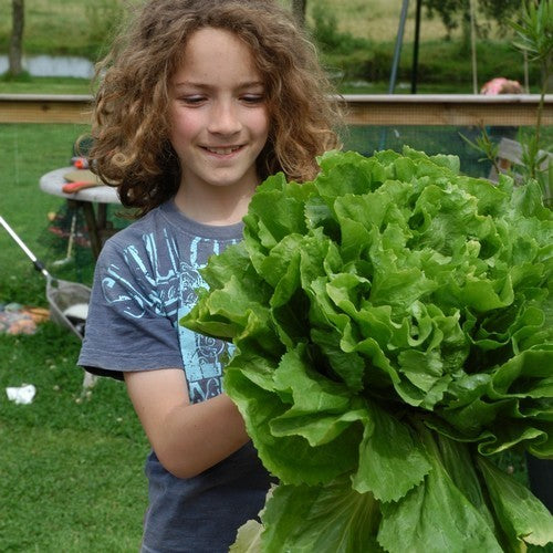 Endive 'Broad-leaved Full Heart Winter'