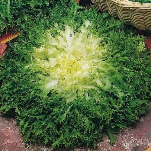 Curly Endive 'Gloire de L'Exposition' / 'Fine de Louviers'