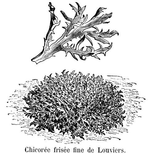 Curly Endive 'Gloire de L'Exposition' / 'Fine de Louviers'