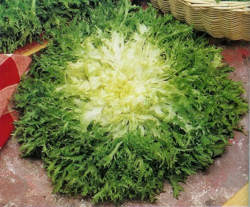 Krulandijvie 'Goldheart' / 'Pancalieri' / 'Riccia A Cuor'