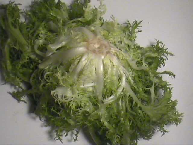 Krulandijvie 'Goldheart' / 'Pancalieri' / 'Riccia A Cuor'